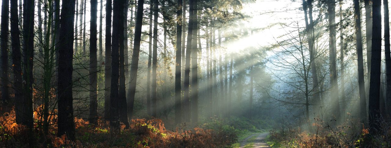A pathway running through Sherwood Forest. Tall trees line either side of the path, and sunlight is flooding in through the trees.