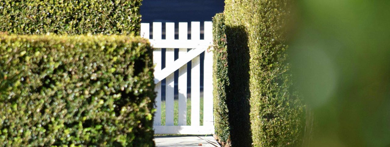 Neatly trimmed row of hedges in front of white gate