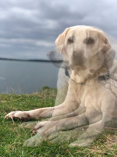 The image depicts a dog, possibly a Labrador Retriever, lying on the grass. It has a number of faded overlays with the dog’s face turned to each side. This replicates double vision or vision that makes things look like they are moving constantly. The dog is wearing a collar and is looking directly at the camera, the other two are facing towards the right and another to the left. The setting appears to be by a lake or a large body of water, with a cloudy sky overhead. The dog seems to be resting.  