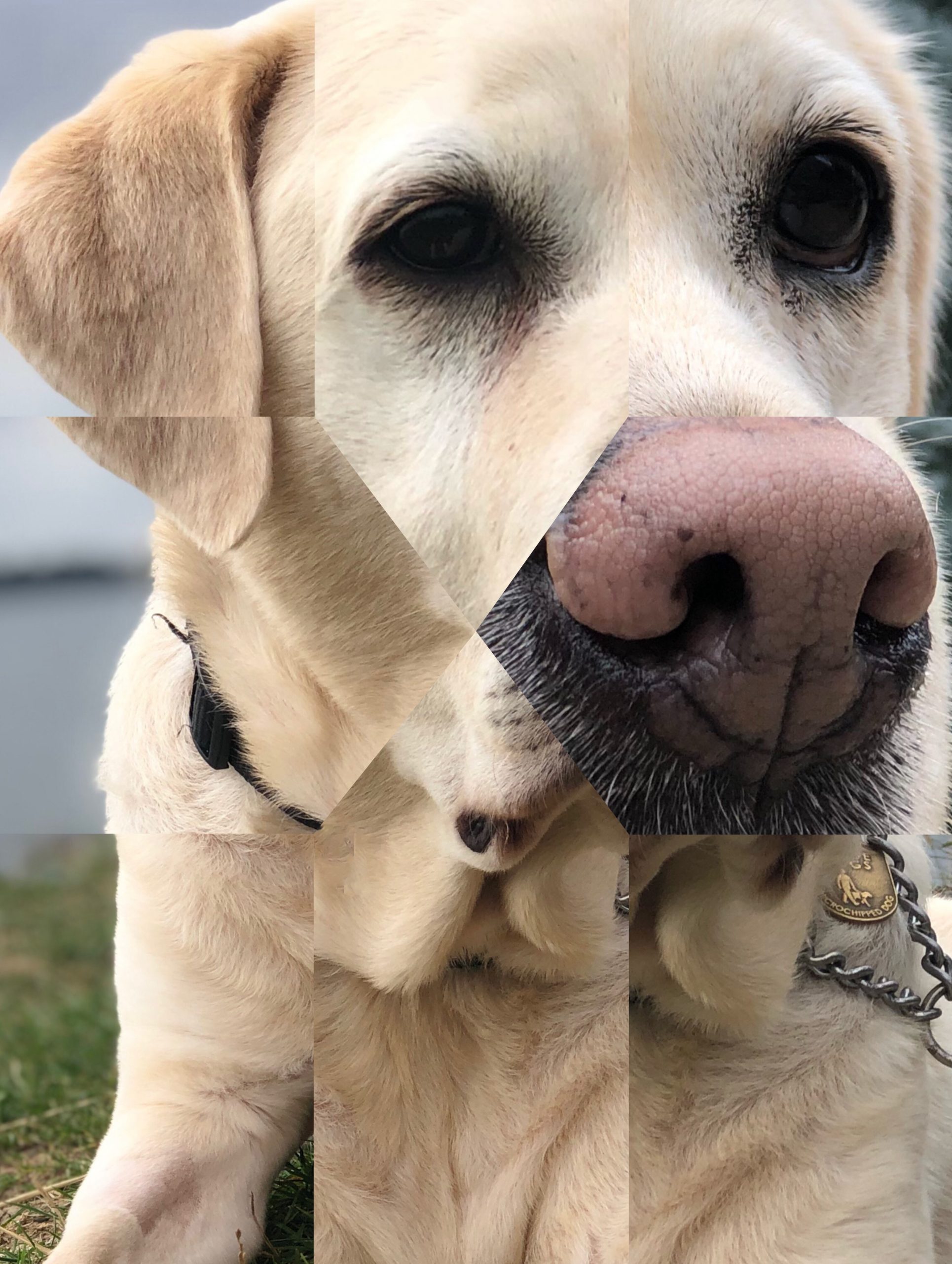 The image depicts a collage of different parts of a dog's face. This replicates how people with patchy vision have to piece images together, often not quite matching up. The dog appears to be a Labrador Retriever, characterised by its soft, short coat, which is primarily light cream in colour. The dog's ears are floppy, and its eyes are dark, with a calm and gentle expression. Its nose is prominently displayed in the centre of the collage, large and pink, with visible nostrils. The dog is wearing a collar with a guide dog tag, and part of its lead is visible. The background of the image is blurred, but it appears to be a grassy area, suggesting an outdoor setting. 