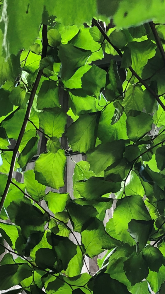 The image depicts green foliage and demonstrates the voids people with patchy vision see. It shows a close-up of the leaves of a plant. The leaves are a vibrant shade of green, with a glossy surface and smooth edges. The leaves are arranged in a spiral pattern, with each leaf overlapping the one below it. The background is blurry, but it appears to be a wooden structure or fence. The leaves are illuminated by bright sunlight, casting a warm glow on the surrounding area. 