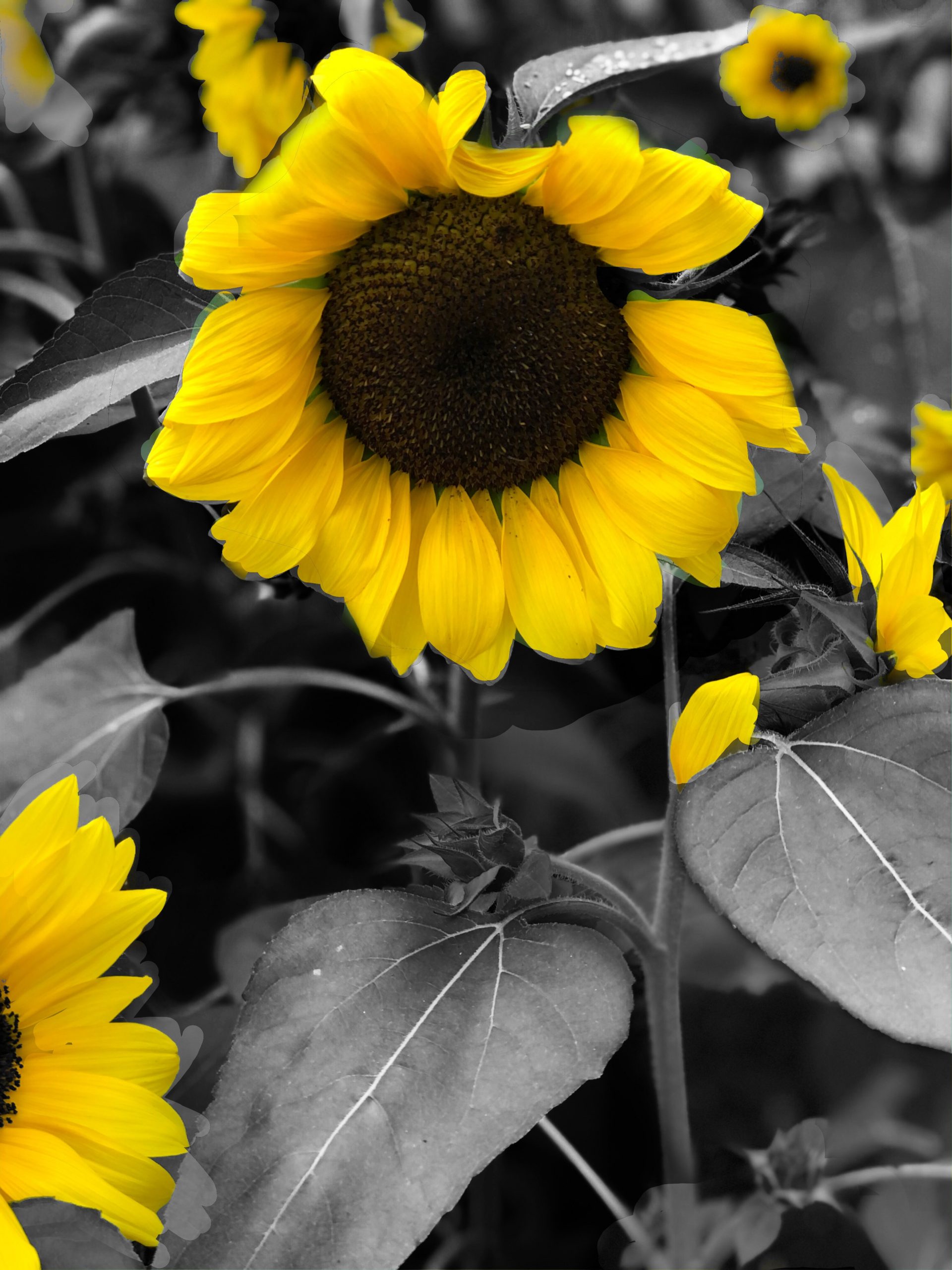 The image depicts a close-up of a sunflower with parts of a few other sunflowers around it. This highlights how colour vision is impacted by eye conditions and other medical conditions such as type 1 diabetes and low blood sugar levels. The petals are bright yellow, and the centre is a dark brown disc. The petals are arranged in a spiral pattern. The leaves are slightly curled. The leaves in the background are a mix of light and dark grey. The overall effect is a striking contrast between the vibrant yellow of the sunflower and the muted tones of the background. 