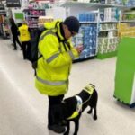Image shows David Quarmby, West Yorkshire SLC member, in an ASDA store. He is with his guide dog Reg. He is wearing a high-vis jacket, looking down at his phone whilst using the GoodMaps app.