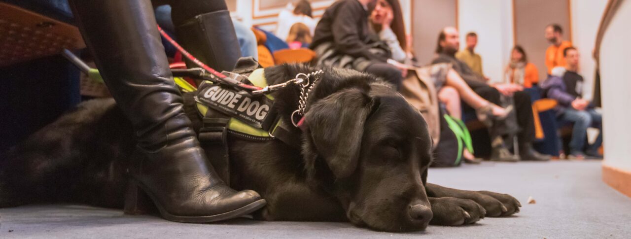 A black guide dog wearing a harness lies on the floor beside a seated attendee, with people gathered in the background at a forum event in a meeting room.