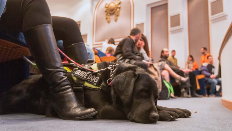 A black guide dog wearing a harness lies on the floor beside a seated attendee, with people gathered in the background at a forum event in a meeting room.