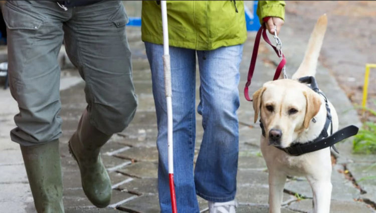 Image showing 2 people walking on street, one with a guide dog