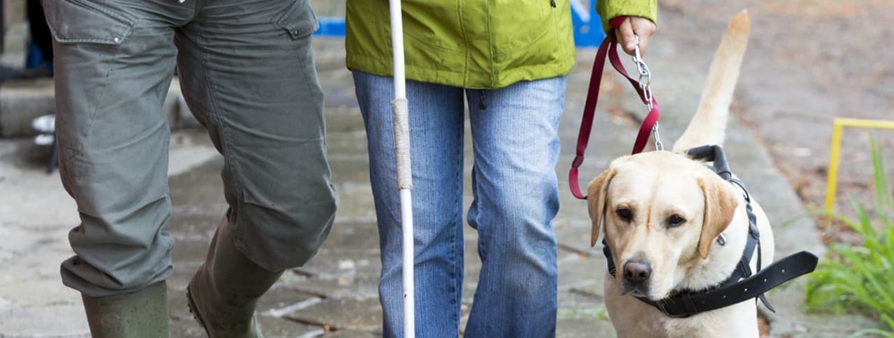 Images shows the legs of a couple walking with guide dog