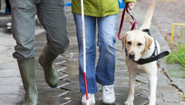 Images shows the legs of a couple walking with guide dog