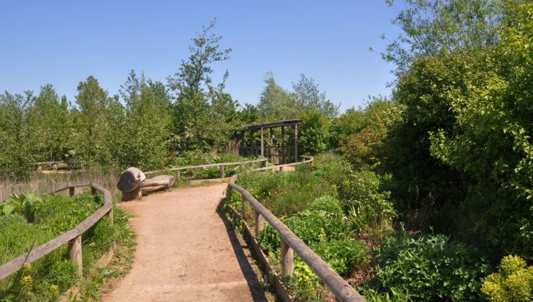 a beautiful sunny view of Millennium Country Park sensory garden path