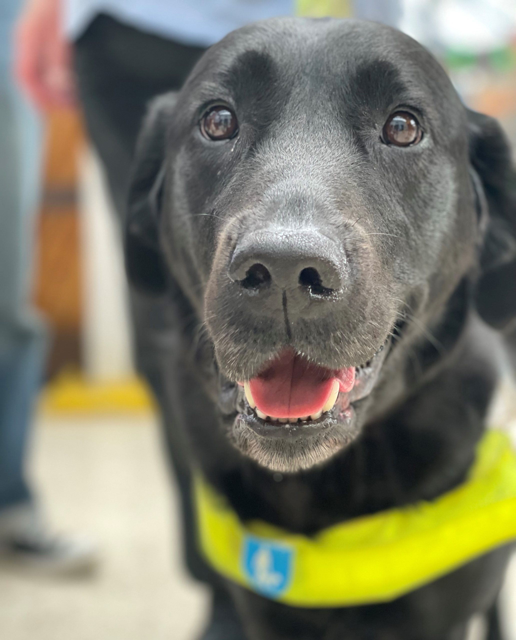 Close up on guide dog Rosie's face. She is a black labrador.