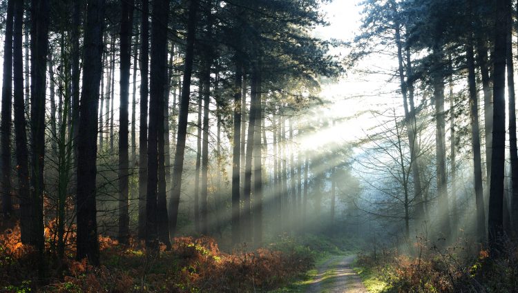 A pathway running through Sherwood Forest. Tall trees line either side of the path, and sunlight is flooding in through the trees.