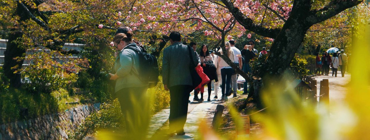 Several people shown walking on a path in a park. The path is surrounded by a variety of trees and shrubs, including cherry blossom trees.
