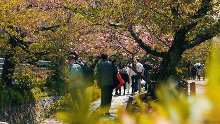 Several people shown walking on a path in a park. The path is surrounded by a variety of trees and shrubs, including cherry blossom trees.