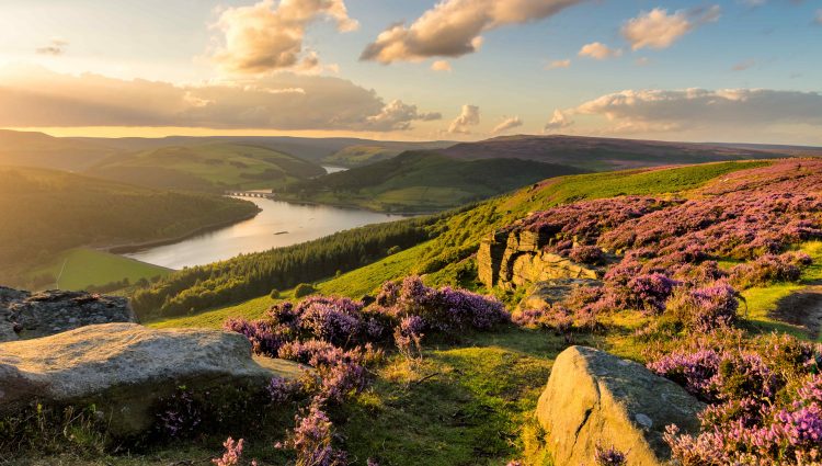 Sunset at Bamford Edge, Peak District National Park. Image is taken from a high elevation, and looks down hills covered in purple heather and rocks, towards a stretch of river. Golden light floods the left hand side of the image.