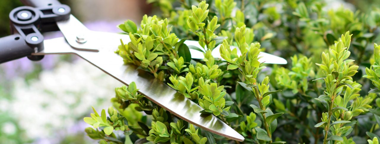 A close up image showing a pair of silver gardening shears, cutting a hedge back.
