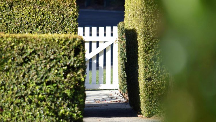Neatly trimmed row of hedges in front of white gate